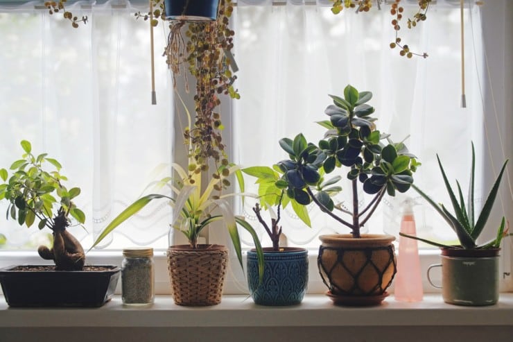 Can indoor plants reduce echo and noise?