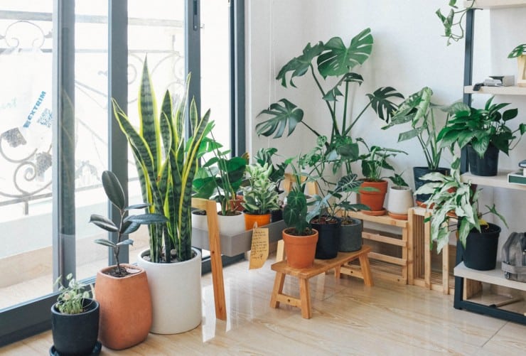Can Plants Reduce Echo in Your Home? (6 Echo Reducing Plants)