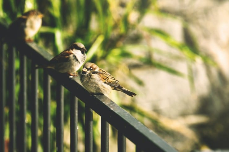How to Keep Birds off Porch? (Humane Ways)
