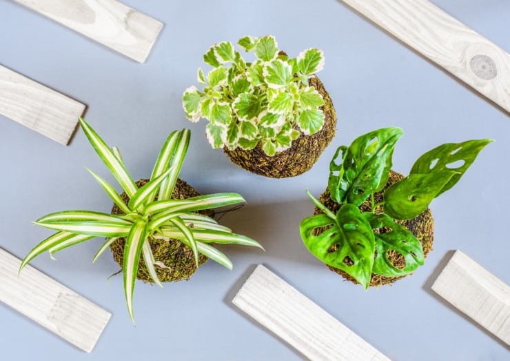 Do plants reduce noise levels indoors?