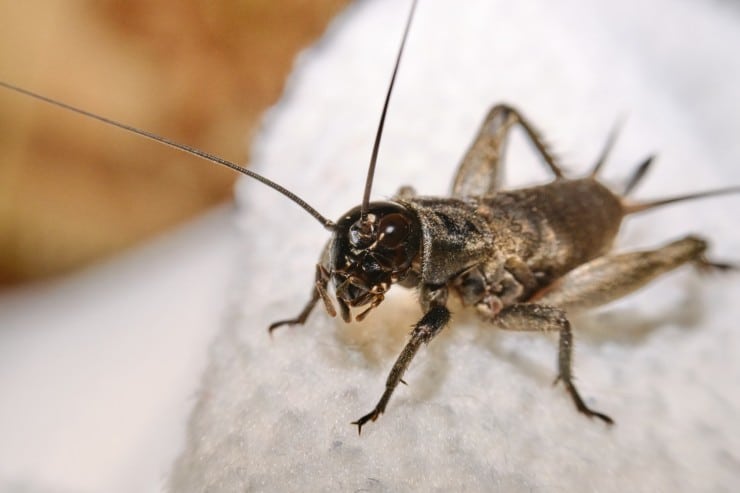 How to Stop Crickets From Making Chirping Sounds Outside