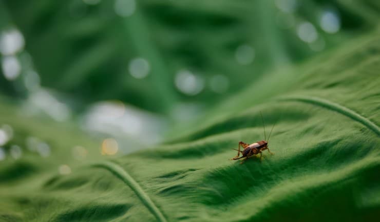 How to Stop Crickets From Making Chirping Sounds Outside - Home Smitten