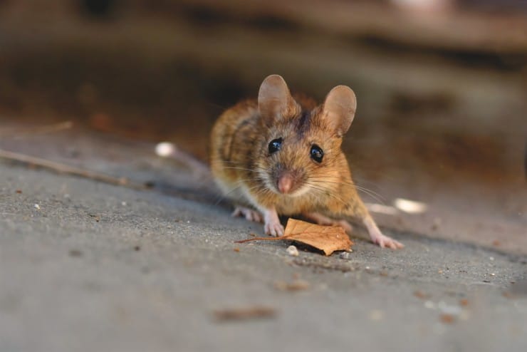 Do Mice Hate Aluminum Foil?