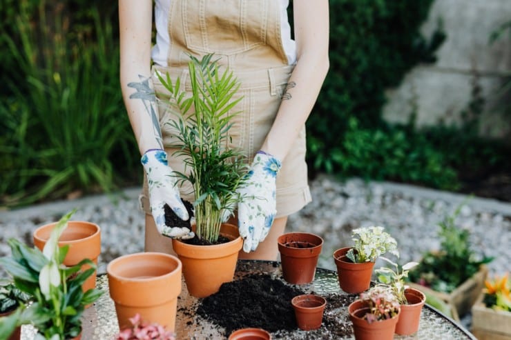 Best plants for soundproofing