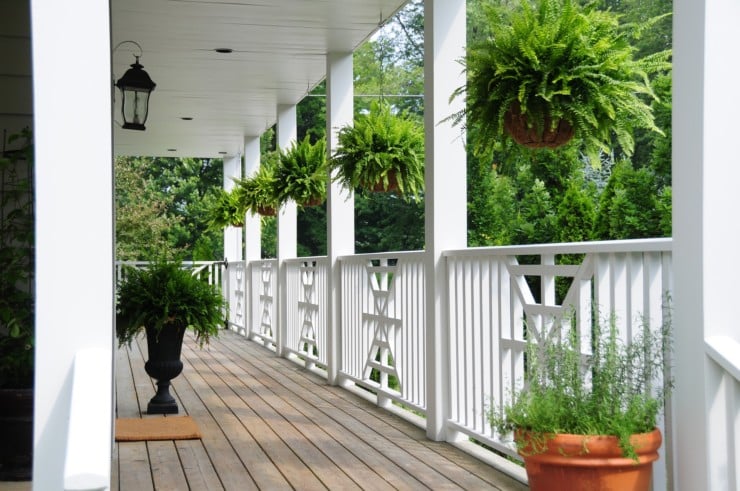 Best Noise Reduction Plants for a Balcony