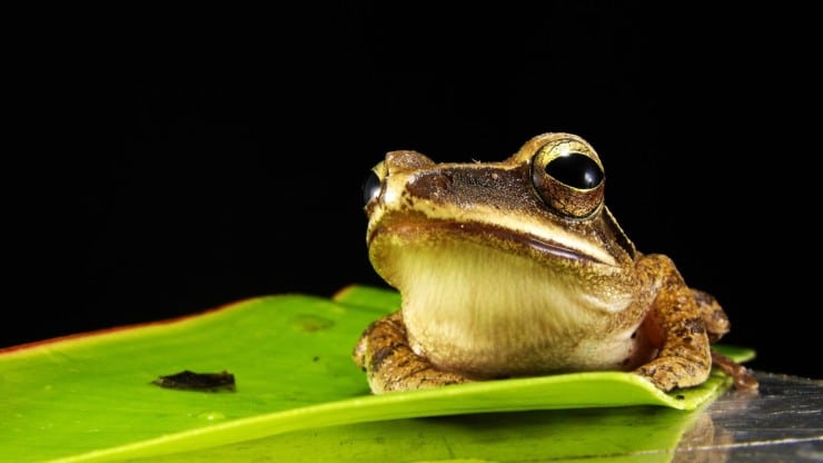 How to keep frogs away from your toilet