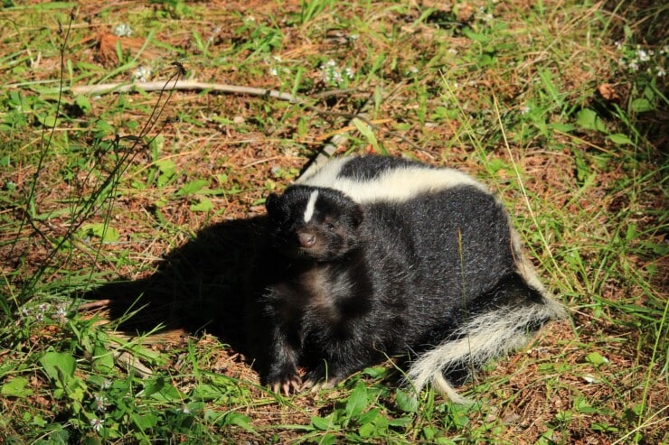 Why is there a skunky smell in my house?