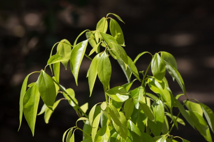 What does it mean if your house smells like camphor?