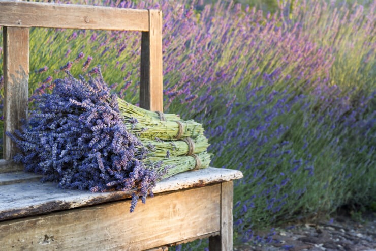 What does it mean when you smell random lavender scents?