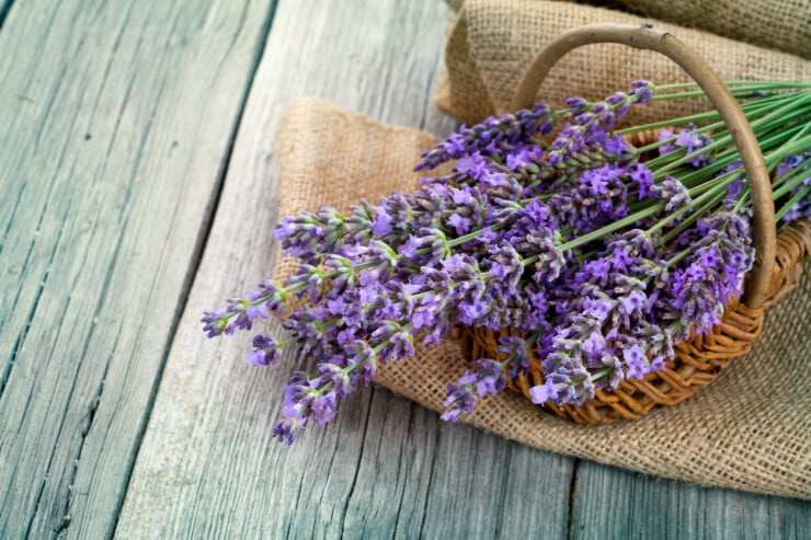 Why do I smell lavender in my house?