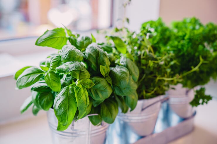 Indoor Herb Gardening For Culinary Enthusiasts
