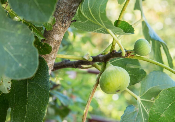 What are the best conditions for fig plant?