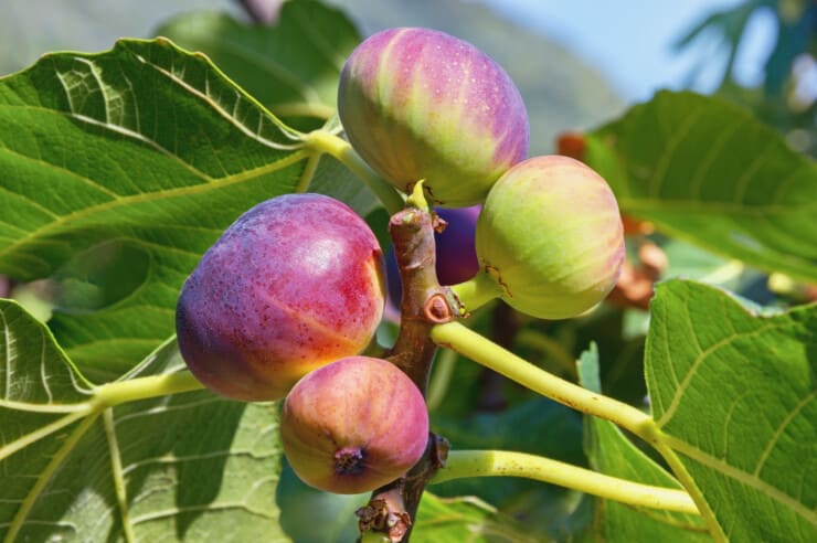 Planting And Maintaining A Fig Tree In Your Backyard