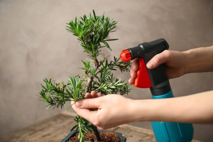 How often should I water my bonsai