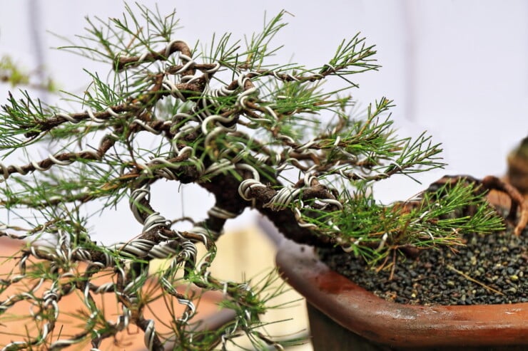 What is the easiest bonsai to grow