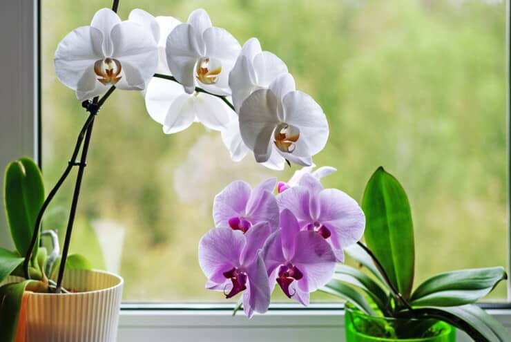 Guide To Growing Orchids Indoors For Beginners