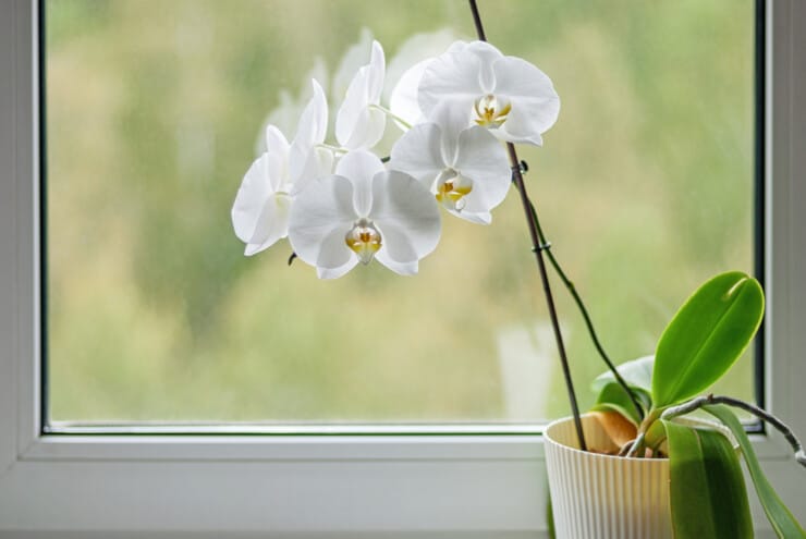 How do you keep orchids alive indoors