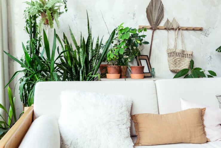 Best Indoor Plants For Cleaner Air At Home