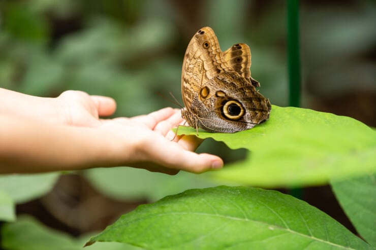 Steps To Create An Indoor Butterfly Garden