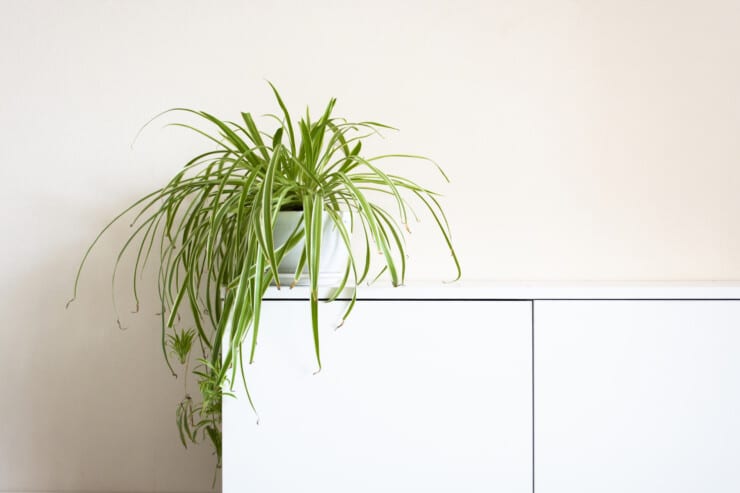 What plants help to purify the air