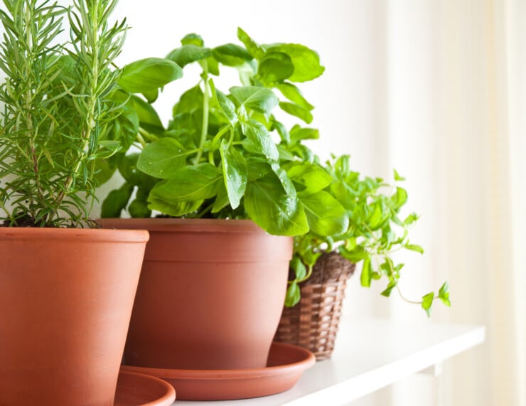 How do you grow herbs indoors in the kitchen?