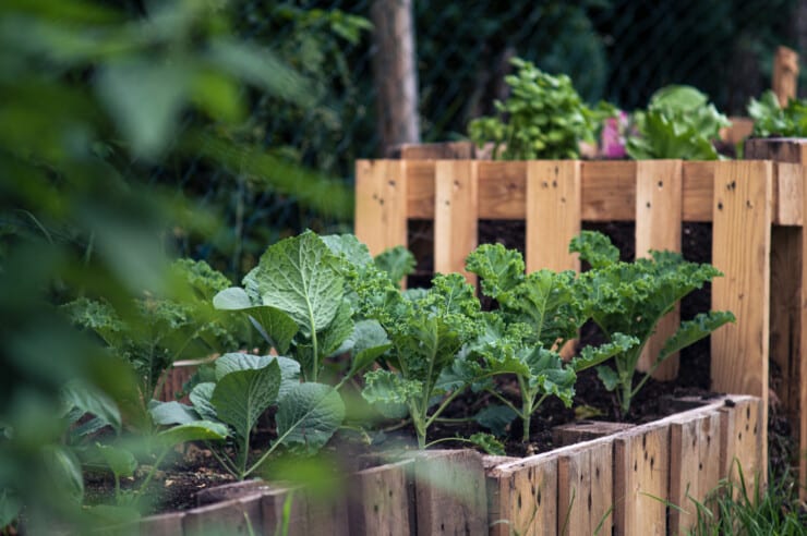 How To Build A Raised Garden Bed For Vegetables