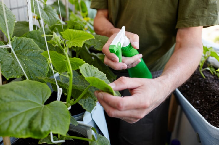 DIY Home Remedies For Common Garden Pests