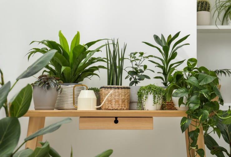 Creating An Indoor Garden In Small Spaces