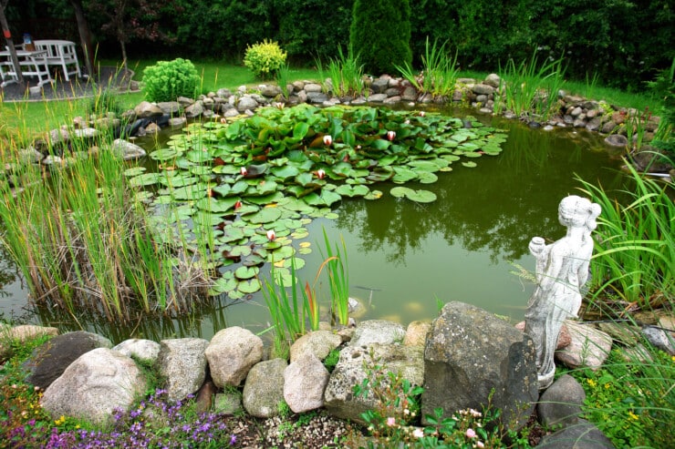 How to Maintain A Clean Pond In Your Backyard