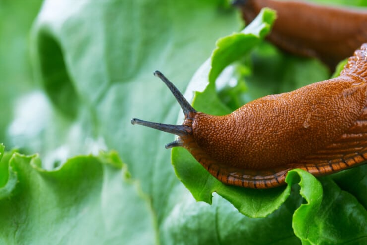 How to Get Rid of Slugs in the House: Simple and Effective Solutions