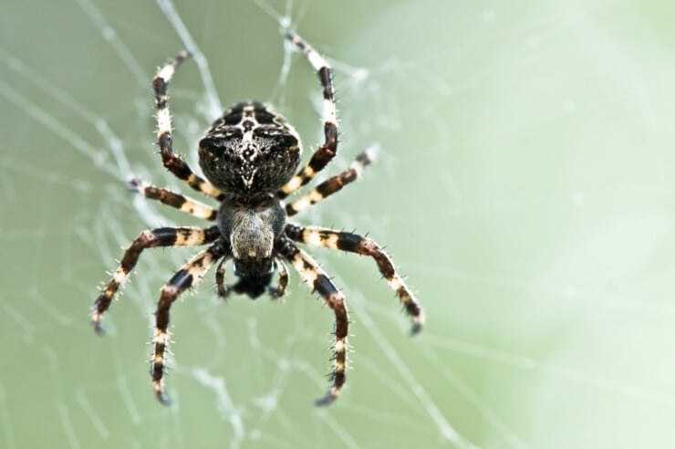 How to Get Rid of Spiders in the House: Easy and Effective Solutions
