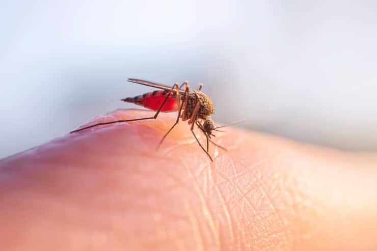 How to Get Rid of Mosquitoes in the House: Tips and Tricks