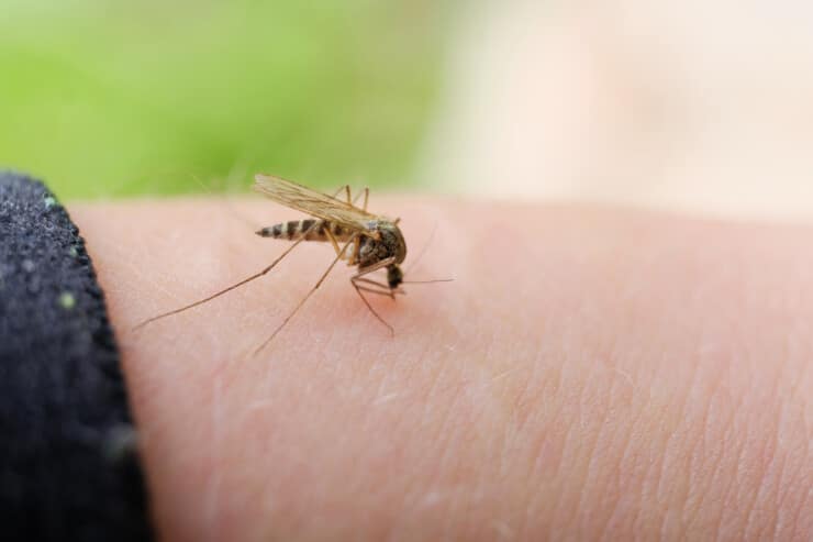 What is the best way to get rid of mosquitoes indoors