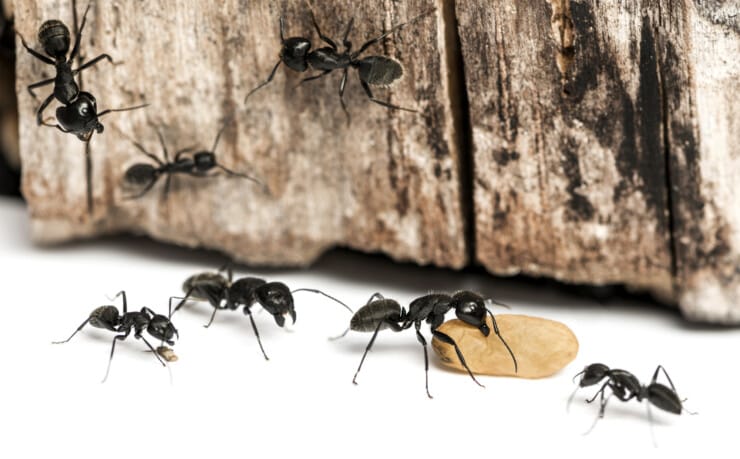 Pet-Friendly Ant Control: How to Get Rid of Ants in the House
