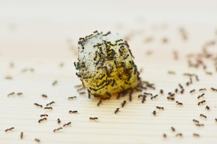 What is the safest way to get rid of ants in your house