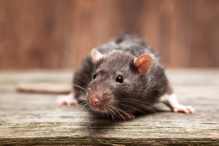 How to Safely Get Rid of Mice in Your Pet-Friendly Home